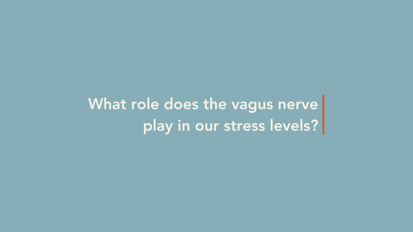 What role does the vagus nerve play in our stress levels?